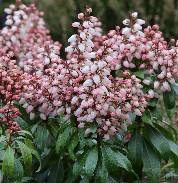  Schattenglöckchen Lavendelheide Bonfire 60-80cm - Pieris Japonica