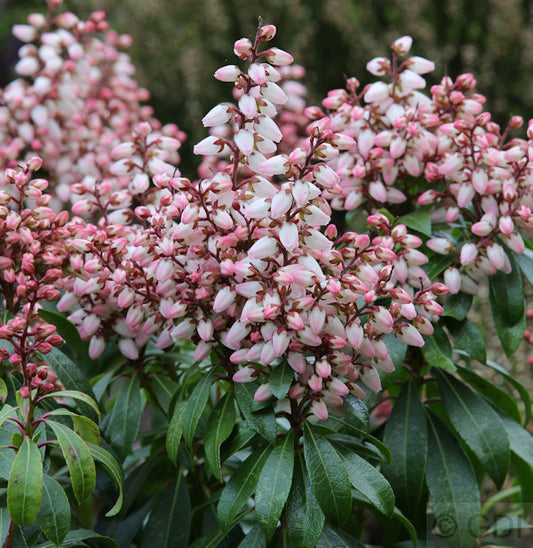  Schattenglöckchen Lavendelheide Bonfire 30-40cm - Pieris Japonica