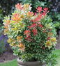  Schattenglöckchen Lavendelheide Carneval 20-25cm - Pieris Japonica