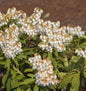  Schattenglöckchen Lavendelheide Cupido 30-40cm - Pieris Japonica
