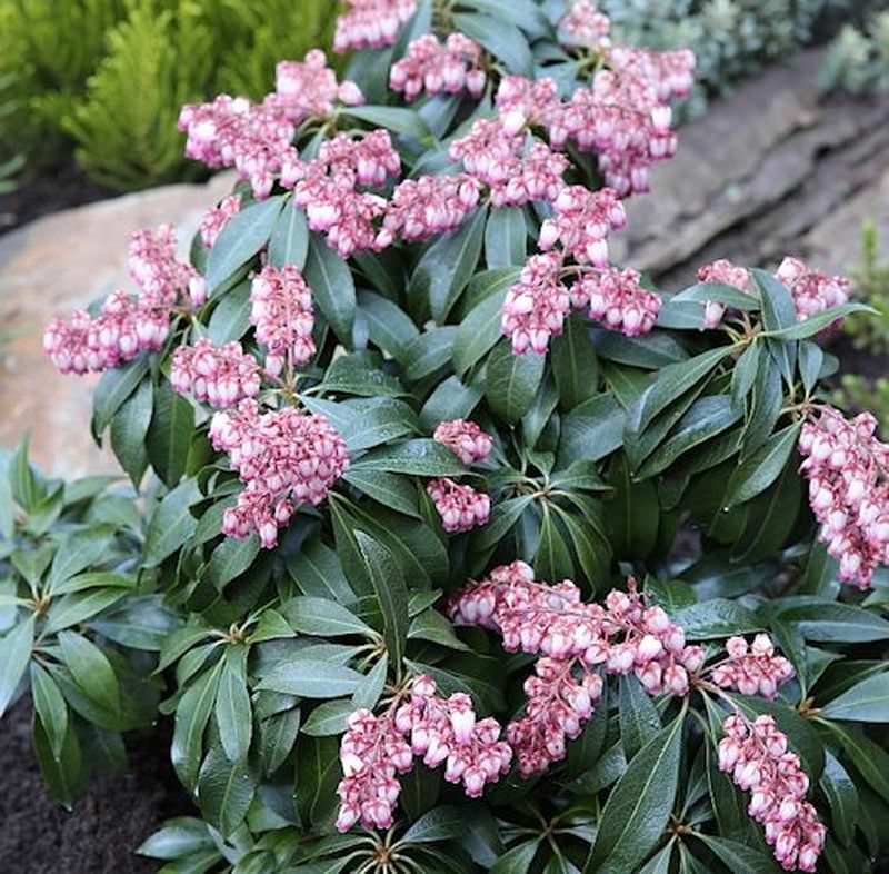  Schattenglöckchen Lavendelheide Katsuta 30-40cm - Pieris Japonica