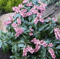  Schattenglöckchen Lavendelheide Katsuta 30-40cm - Pieris Japonica