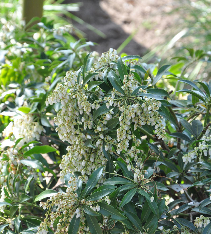  Japanische Lavendelheide Little Amely 20-25cm - Pieris Japonica
