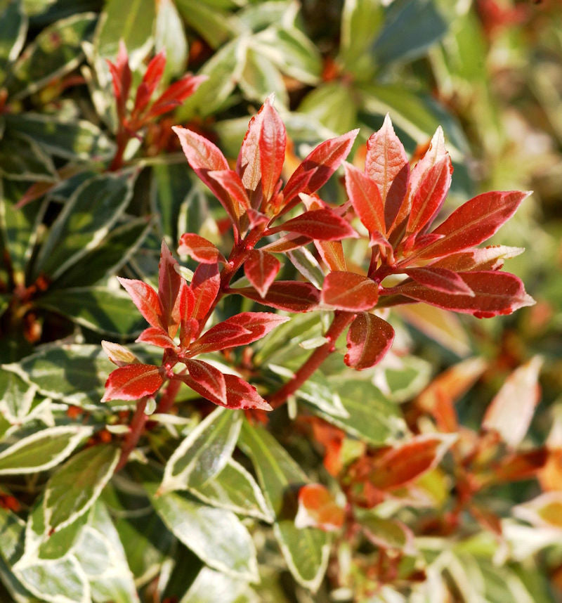  Schattenglöckchen Lavendelheide Little Heath 40-50cm - Pieris Japonica