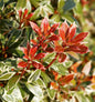  Schattenglöckchen Lavendelheide Little Heath 15-20cm - Pieris Japonica