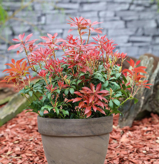  Schattenglöckchen Lavendelheide Mountain Fire 15-20cm - Pieris Japonica