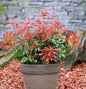  Schattenglöckchen Lavendelheide Mountain Fire 15-20cm - Pieris Japonica