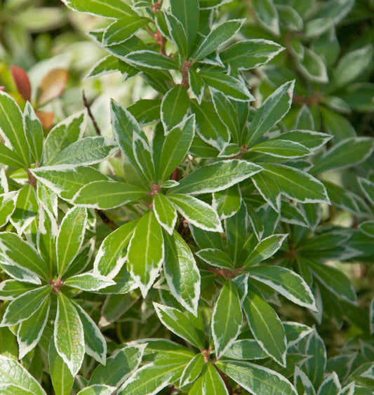 Schattenglöckchen Lavendelheide Polar Passion 30-40cm - Pieris Japonica