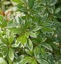 Schattenglöckchen Lavendelheide Polar Passion 30-40cm - Pieris Japonica