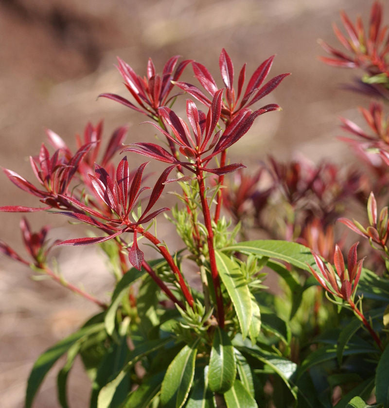  Schattenglöckchen Lavendelheide Red Mill 40-60cm - Pieris Japonica