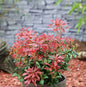  Schattenglöckchen Lavendelheide Valley Fire 30-40cm - Pieris Japonica