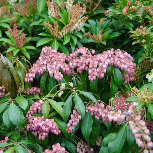  Schattenglöckchen Lavendelheide Valley Valentine 30-40cm - Pieris Japonica