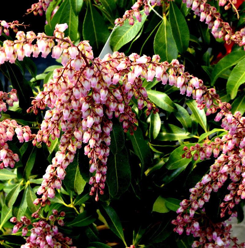  Schattenglöckchen Lavendelheide Valley Rose 25-30cm - Pieris Japonica