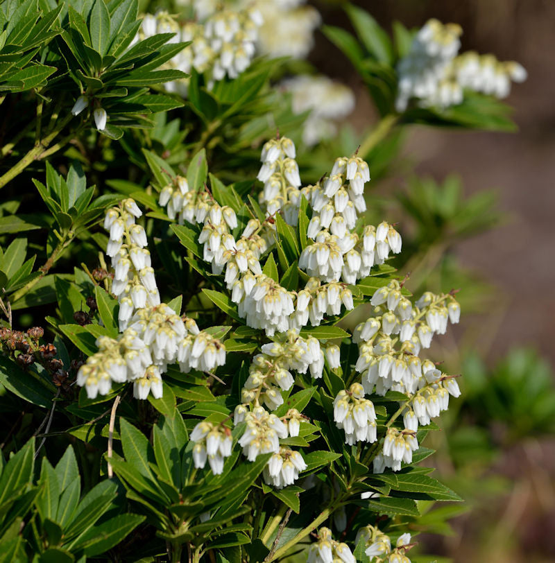  Schattenglöckchen Lavendelheide Prelude 50-60cm - Pieris Japonica