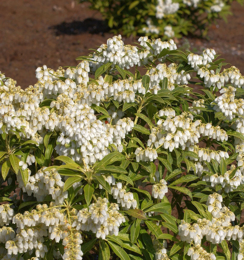  Schattenglöckchen Lavendelheide Purity 30-40cm - Pieris Japonica