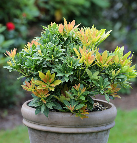  Schattenglöckchen Lavendelheide Sarabande 15-20cm - Pieris Japonica