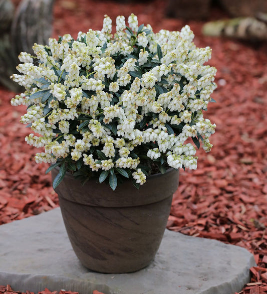  Schattenglöckchen Lavendelheide Debutante 30-40cm - Pieris Japonica
