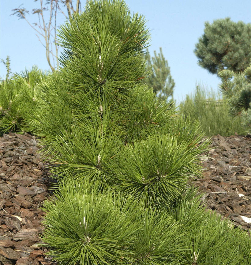  Japanische Schwarz-Kiefer Thunderhead 40-50cm - Pinus Thunbergii