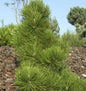  Japanische Schwarz-Kiefer Thunderhead 40-50cm - Pinus Thunbergii