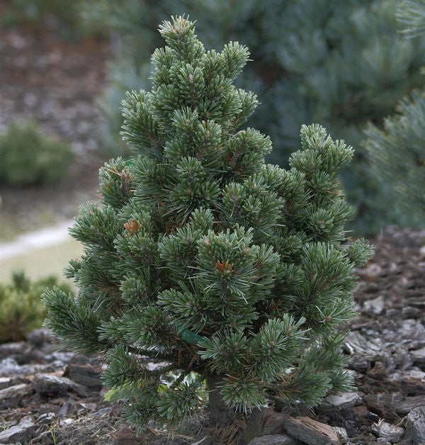  Fuchschwanz Kiefer Sherwood Compact 25-30cm - Pinus Aristata