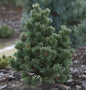  Fuchschwanz Kiefer Sherwood Compact 25-30cm - Pinus Aristata