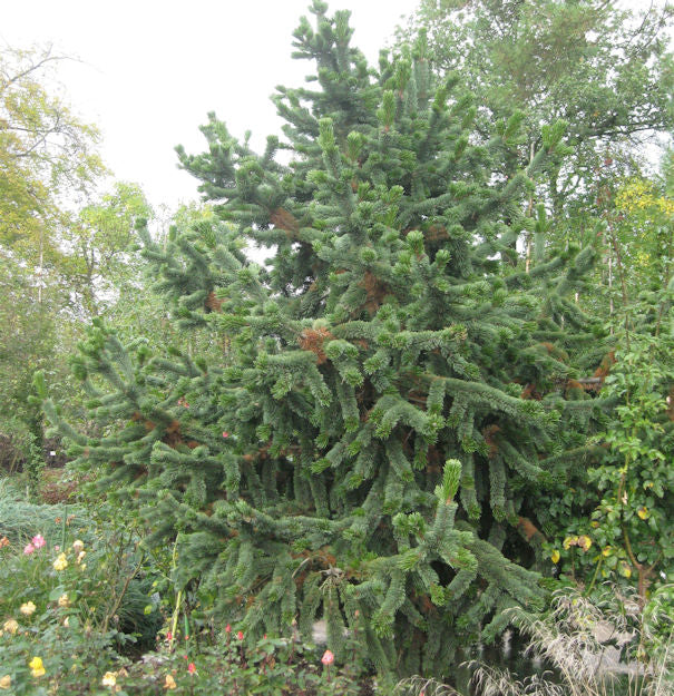  Grannen Kiefer 25-30cm - Pinus Aristata