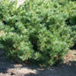  Zwergzirbelkiefer 20-25cm - Pinus Cembra