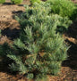  Zirbelkiefer Westerstede 25-30cm - Pinus Cembra