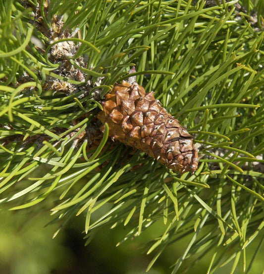  Drehkiefer 60-80cm - Pinus Contorta