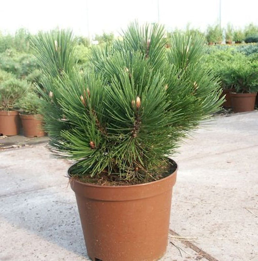  Kompakte Schlangenhautkiefer Dem Ouden 40-50cm - Pinus Leucodermis