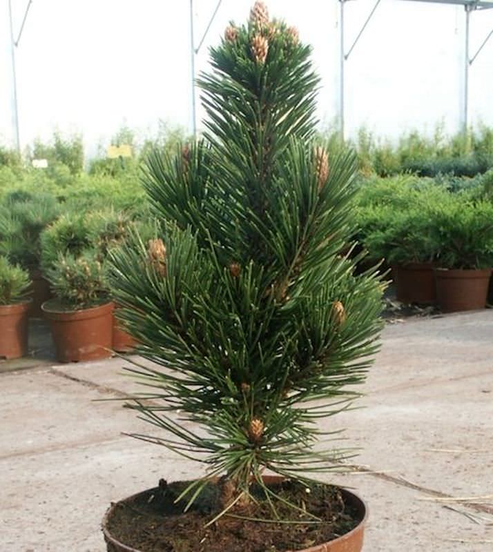  Schlangenhautkiefer Helmers Japan 40-50cm - Pinus Leucodermis