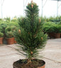  Schlangenhautkiefer Helmers Japan 40-50cm - Pinus Leucodermis
