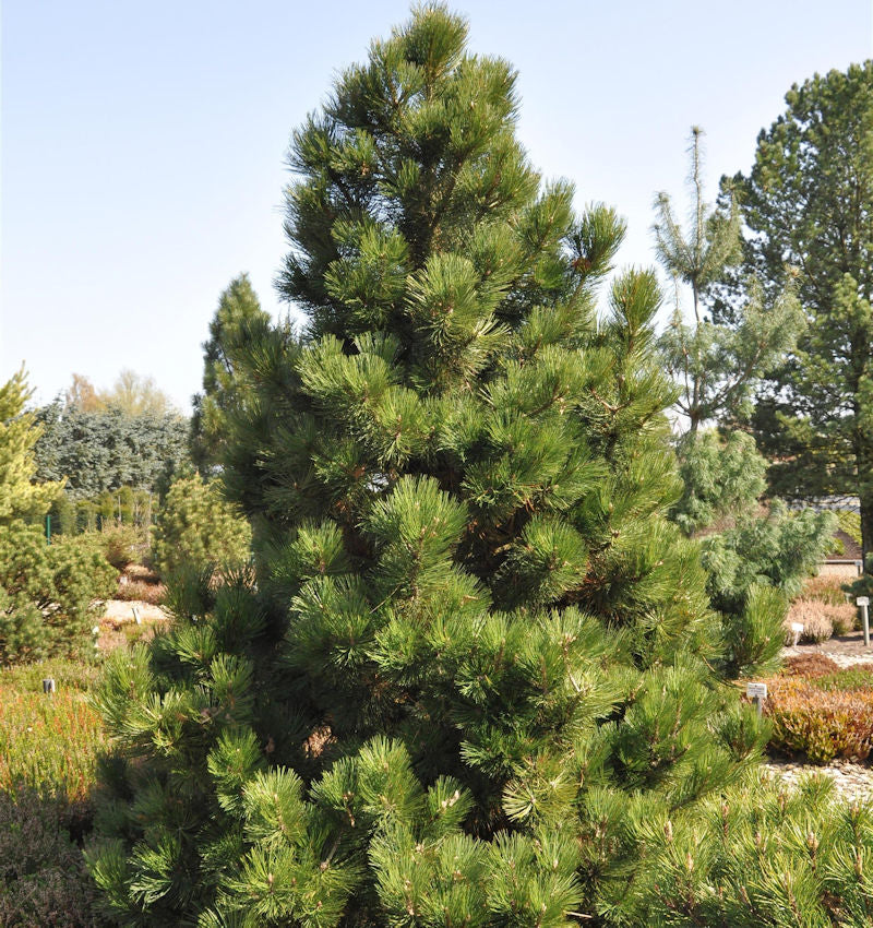  Bosnische Zwergkiefer Malinki 60-70cm - Pinus Leucodermis