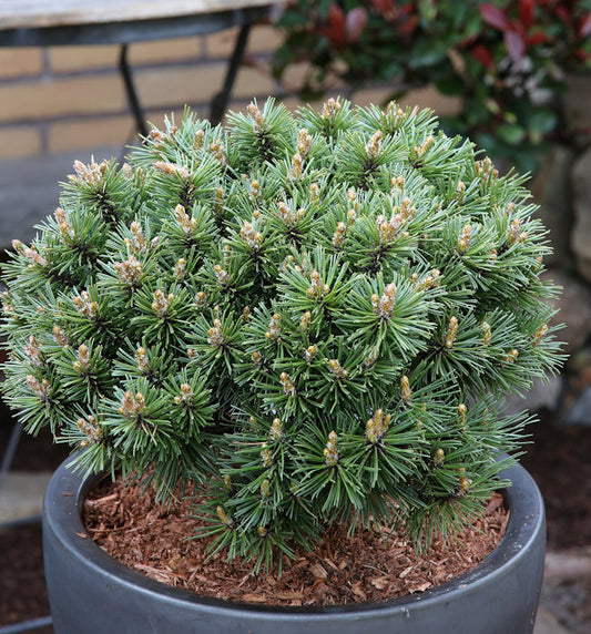  Zwerg Bergkiefer Benjamin 20-25cm - Pinus Mugo