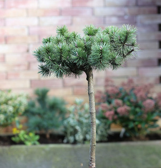  Hochstamm Zwergkiefer Humpy 40-60cm - Pinus Mugo