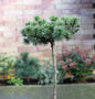  Hochstamm Zwergkiefer Humpy 40-60cm - Pinus Mugo