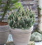  Zwergkiefer Humpy 60-70cm - Pinus Mugo