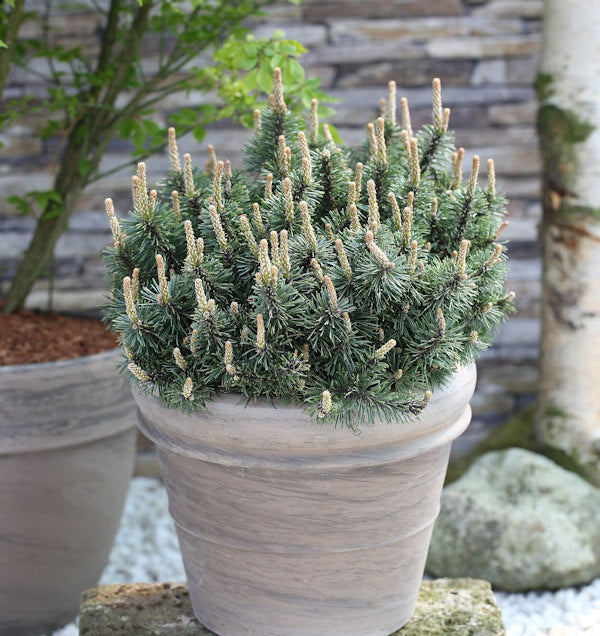  Zwergkiefer Humpy 20-25cm - Pinus Mugo