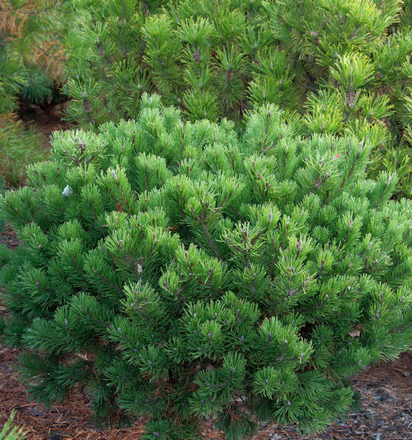  Zwerg Latschenkiefer Klostergrün 20-25cm - Pinus Mugo