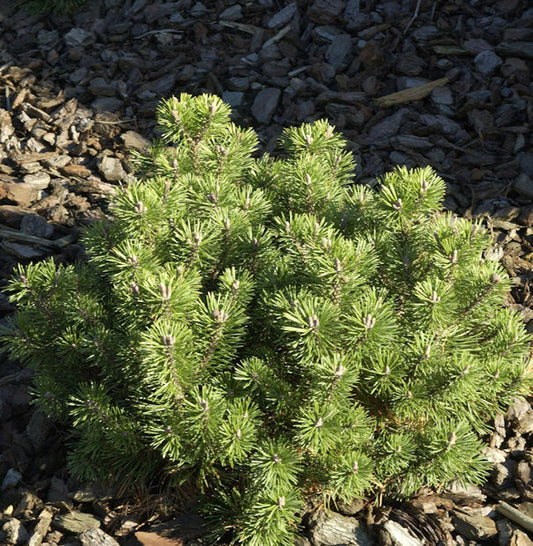  Kugelkiefer Mops 40-50cm - Pinus Mugo