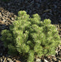  Kugelkiefer Mops 40-50cm - Pinus Mugo