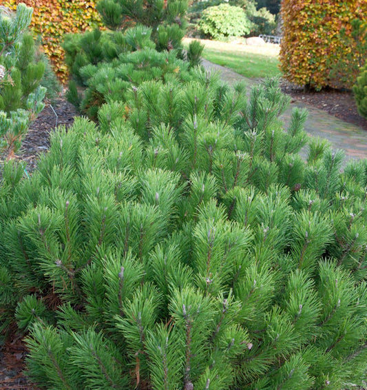  Zwerg Bergkiefer 25-30cm - Pinus Mugo