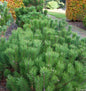  Zwerg Bergkiefer 25-30cm - Pinus Mugo