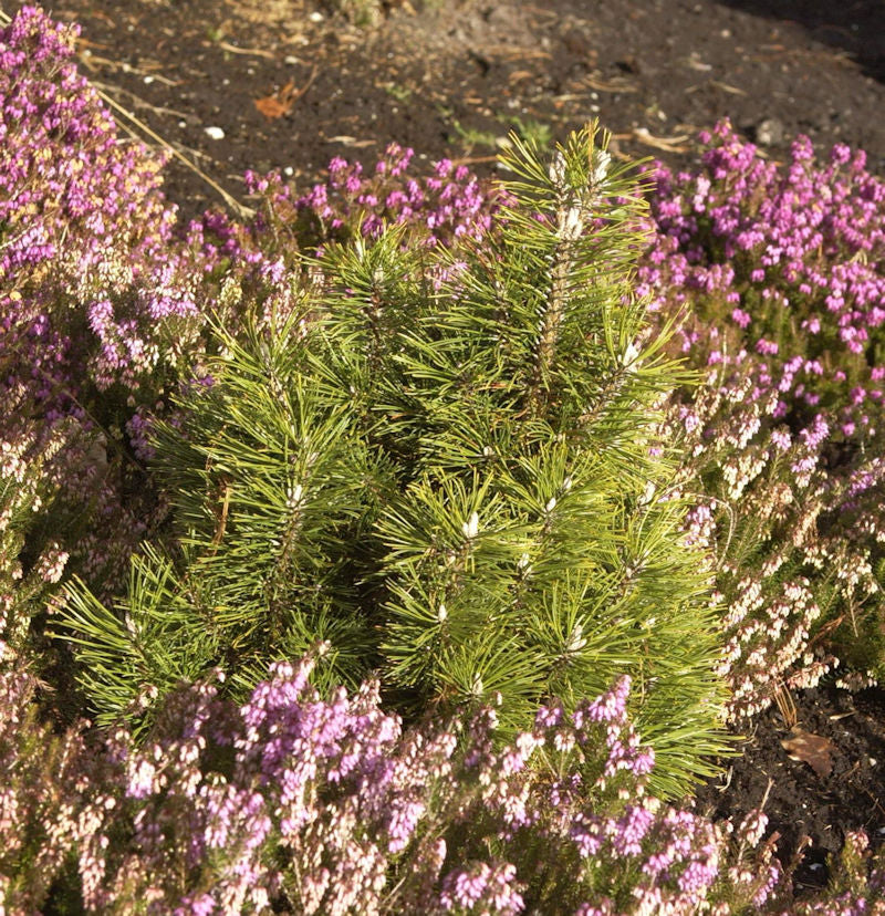  Bergkiefer Alpenzwerg 30-40cm - Pinus Mugo