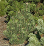  Kegel Bergkiefer 50-60cm - Pinus Mugo