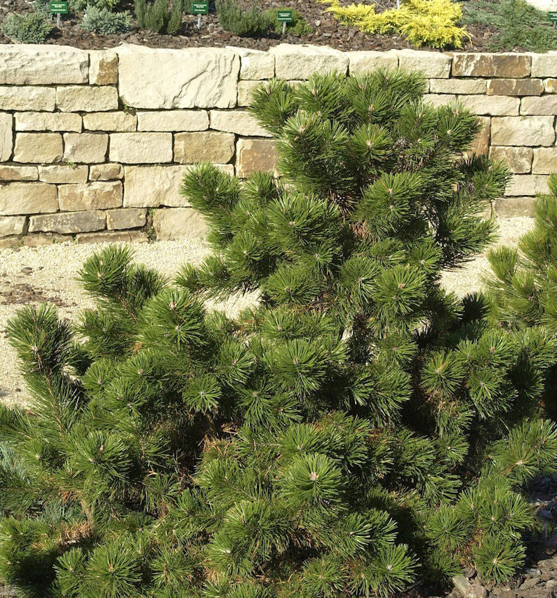  Strauchkiefer Gnom 25-30cm - Pinus Mugo