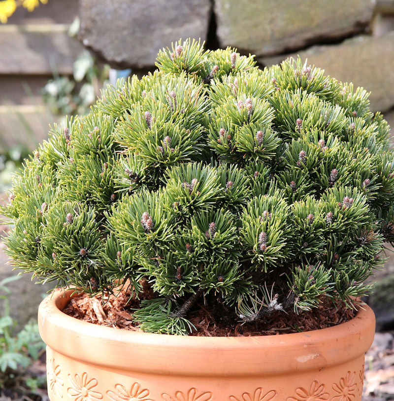  Zwerg Kiefer Picobello 20-25cm - Pinus Mugo