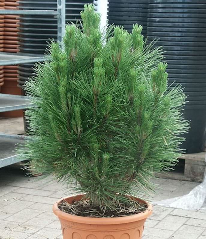 Säulen Schwarzkiefer Kleiner Turm 60-80cm - Pinus Nigra