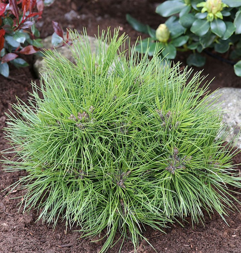  Zwergschwarzkiefer Marie Bregeon 40-50cm - Pinus Nigra