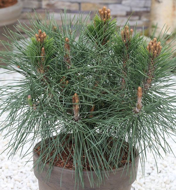  Kugel Kiefer Pierrick Bregeon 30-40cm - Pinus Nigra